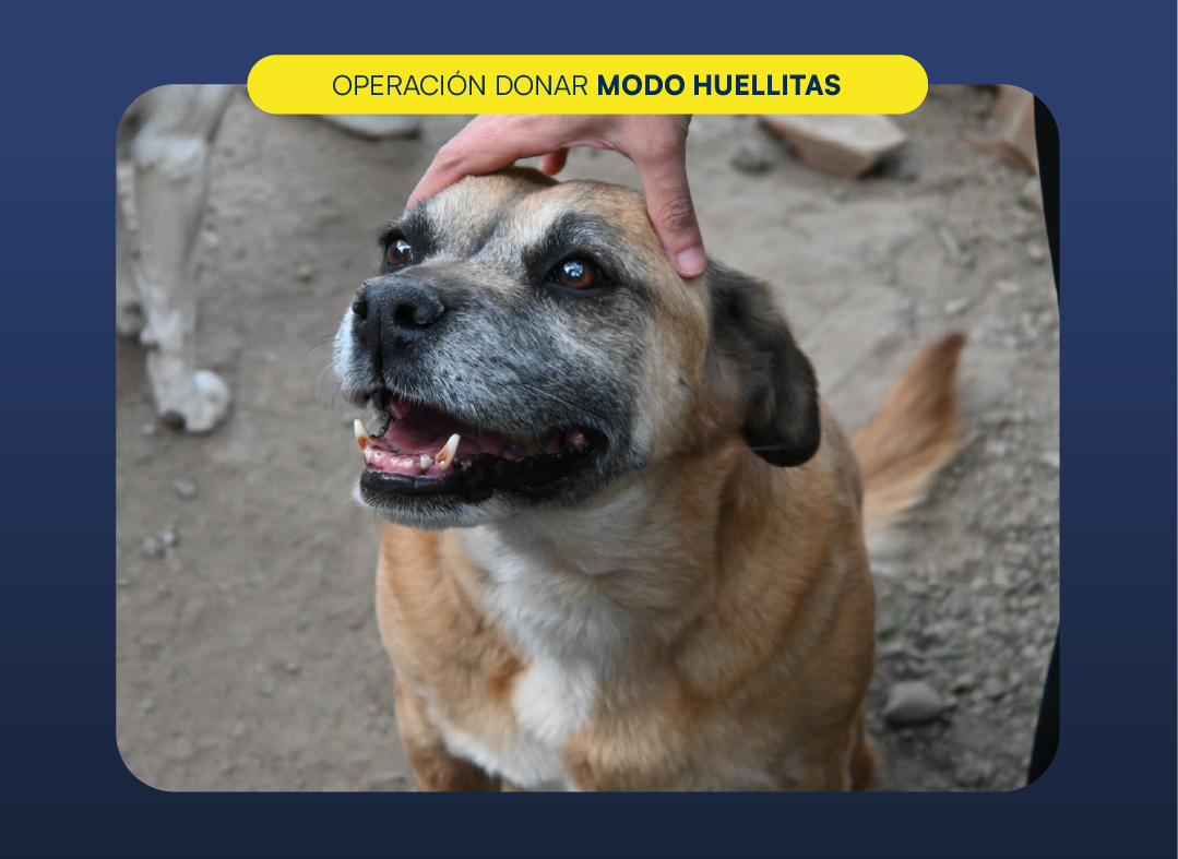 Portada de la actividad 4ta Versión Operación Donar - Modo Huellitas