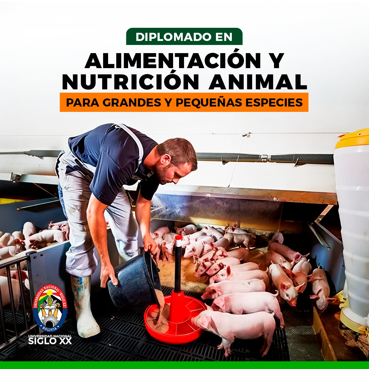 Diplomado DIPLOMADO EN ALIMENTACIÓN Y NUTRICIÓN ANIMAL PARA GRANDES Y PEQUEÑAS ESPECIES